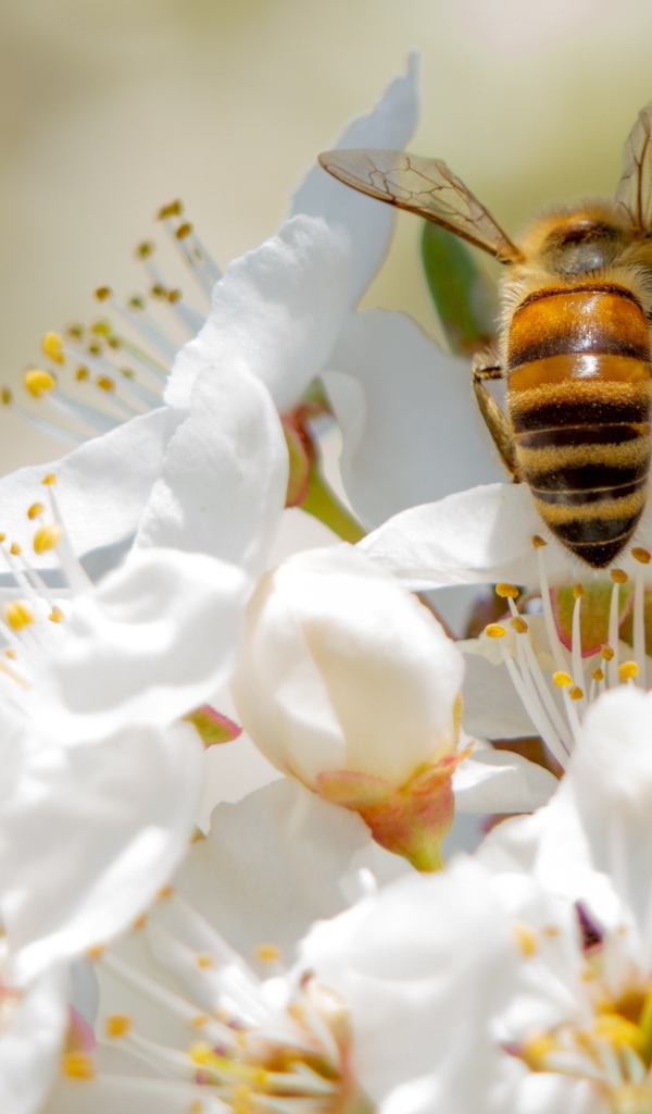 Большая пчела на белых цветах вишни 