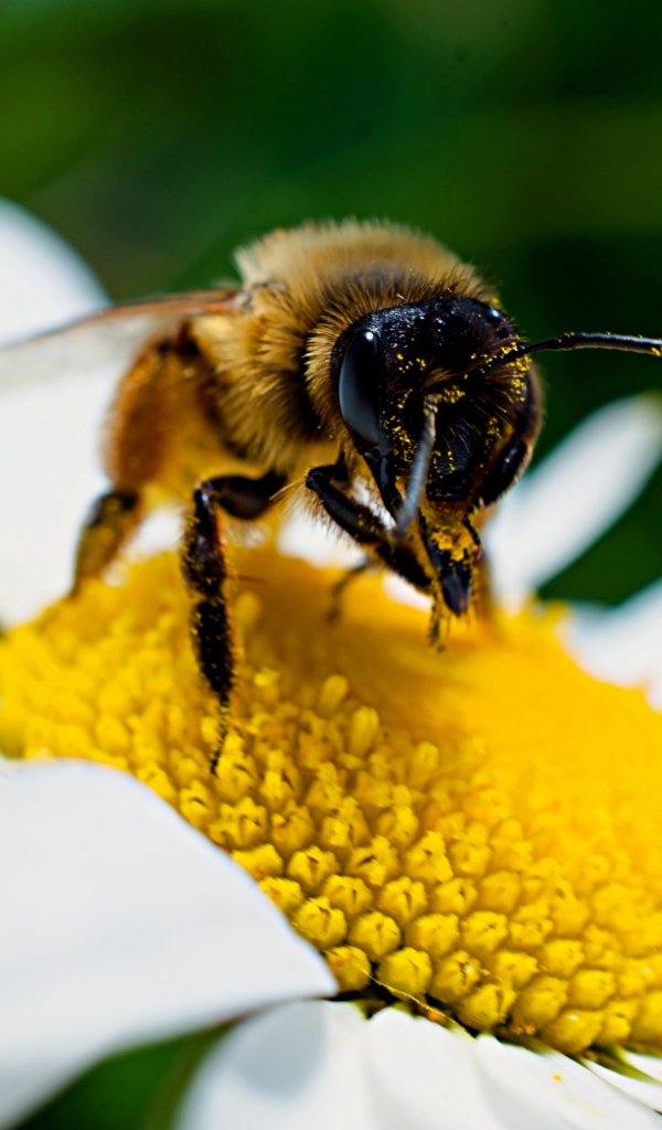 Большая пчела сидит на белом цветке ромашки