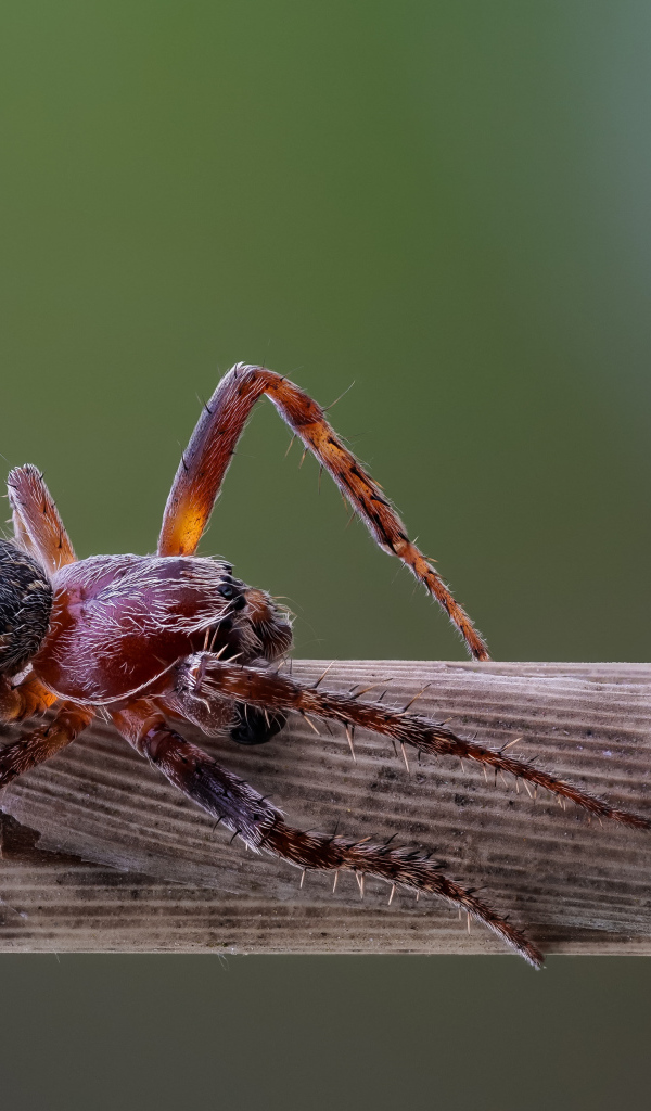 Большой жук на деревянной палке 