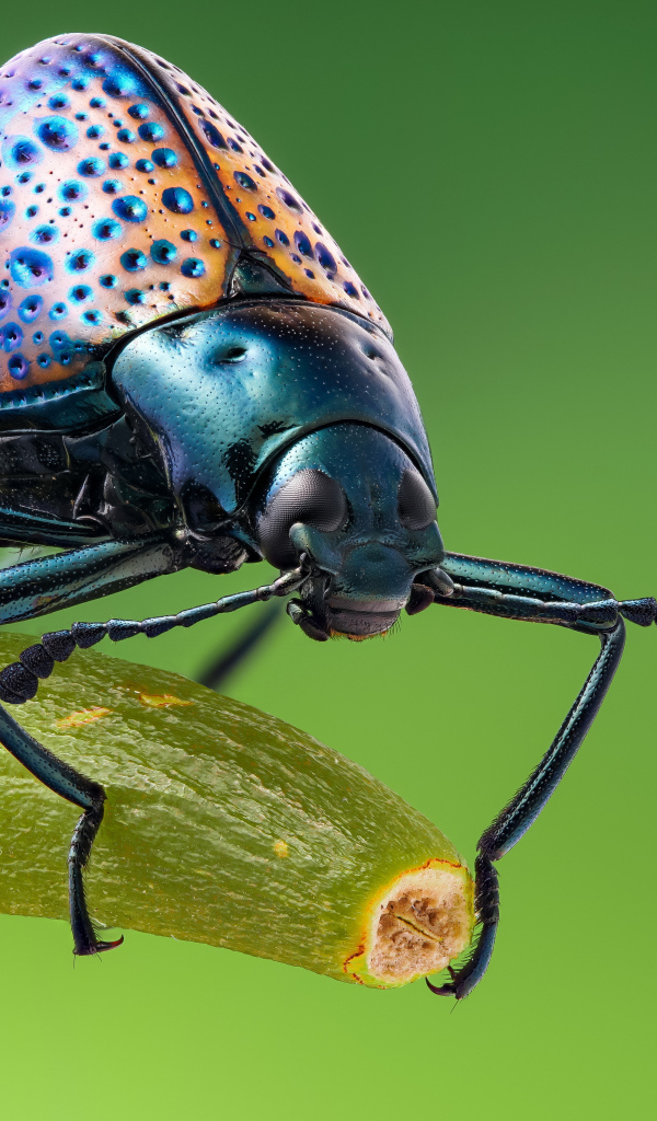 Большой жук сидит на ветке крупным планом