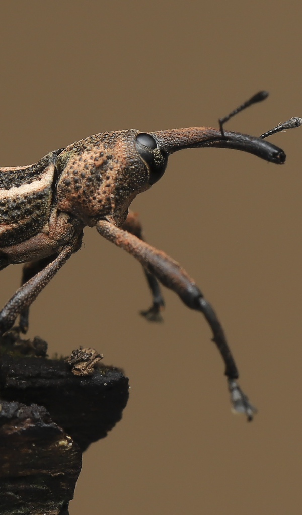 Большой жук долгоносик крупным планом