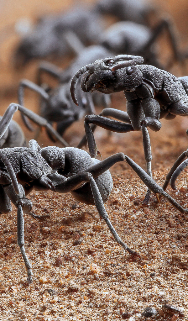 Большие черные муравьи крупным планом