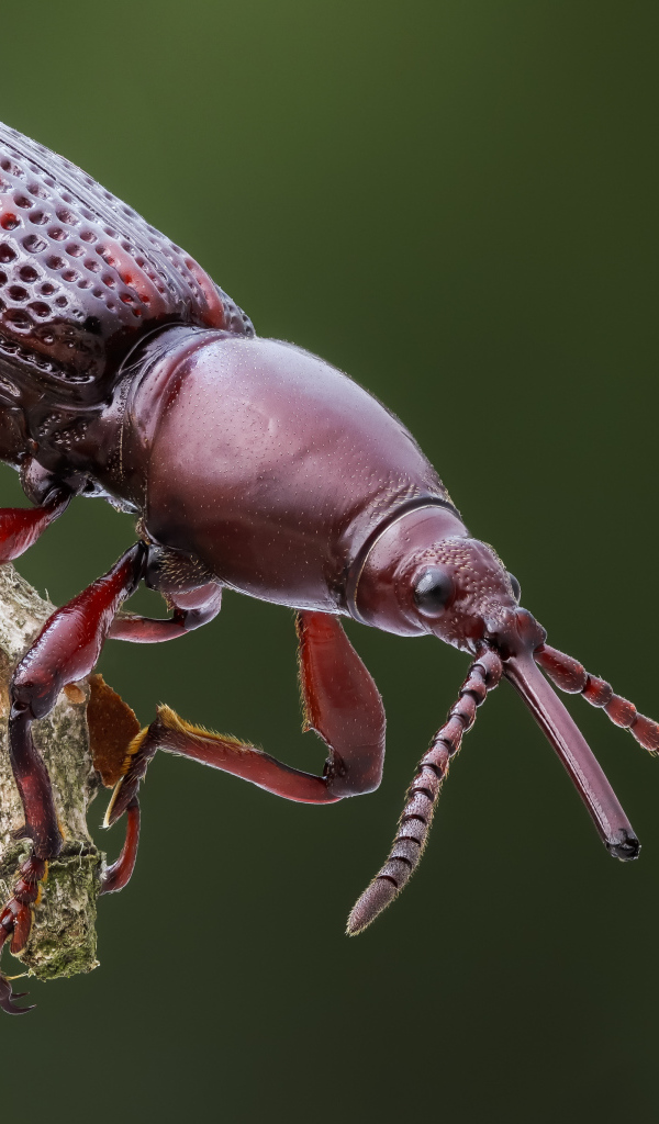Большой коричневый жук сидит на ветке 