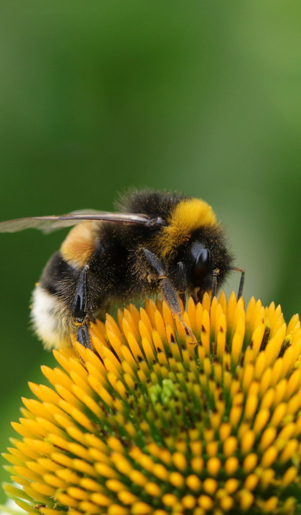 Большой шмель сидит на цветке ромашки 