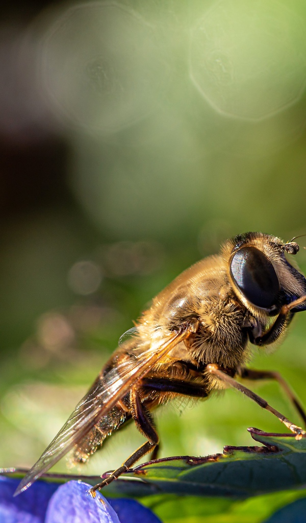 Большая цикада сидит на листе 