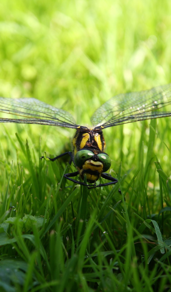 Большая стрекоза сидит на зеленой траве