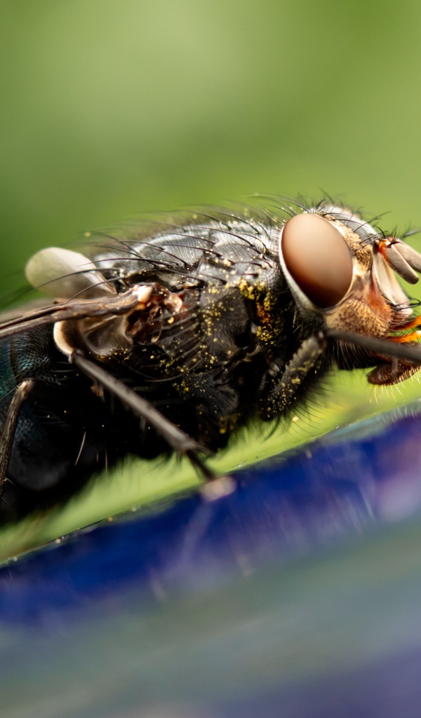 Большая муха сидит на синем  