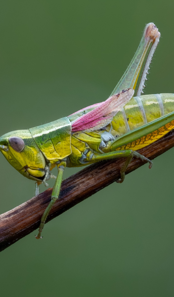 Большой зеленый кузнечик сидит на ветке