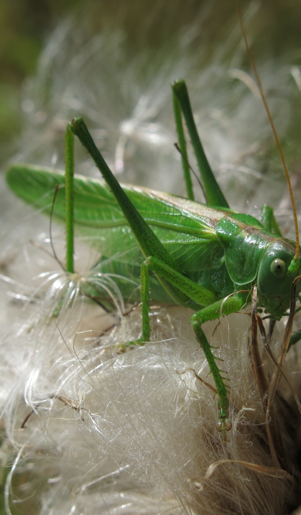 Big green grasshopper sitting on a flower