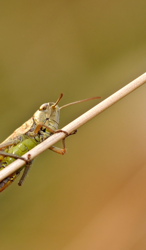 Большой зеленый кузнечик сидит на траве