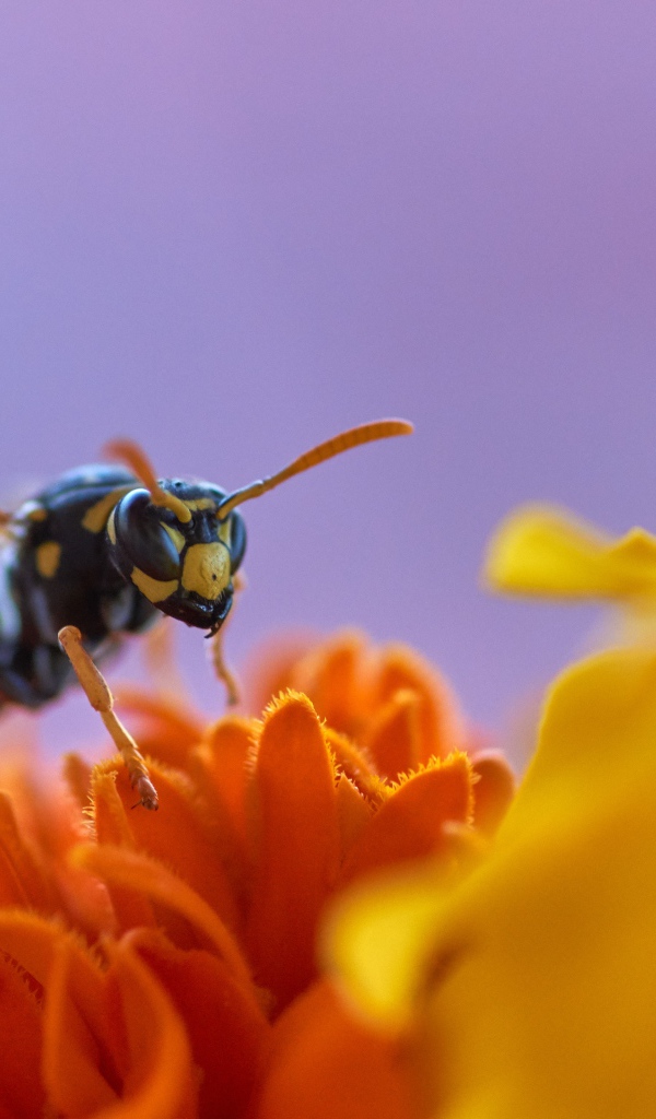Большая желтая оса сидит на цветке