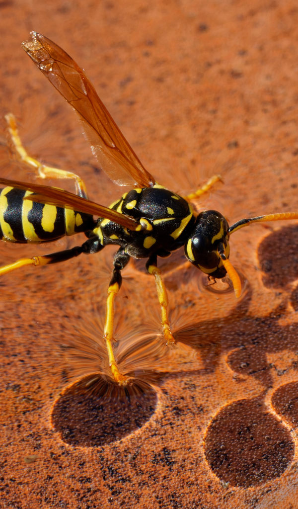 Большая желтая оса сидит на воде 