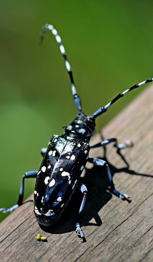 Черный жук Anoplophora chinensis на дереве 