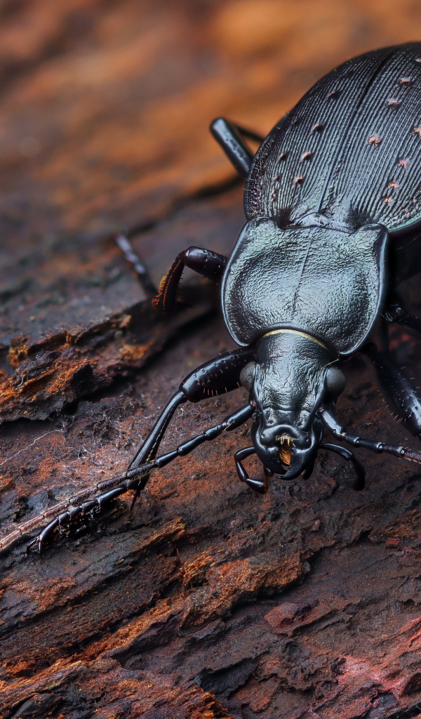 Черный жук жужелица сидит на трухлявом дереве