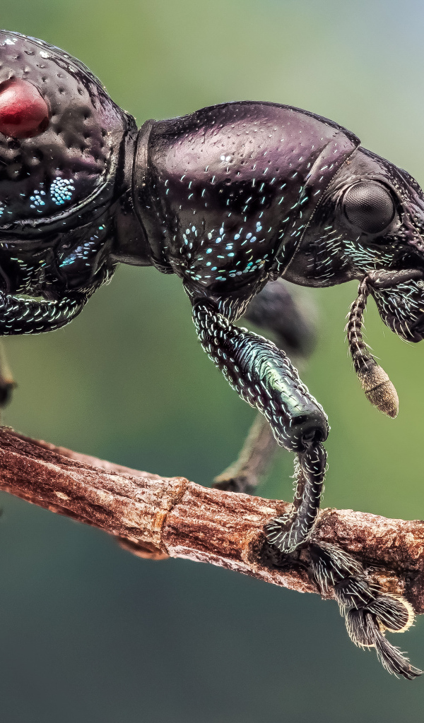 Черный жук долгоносик сидит на ветке дерева