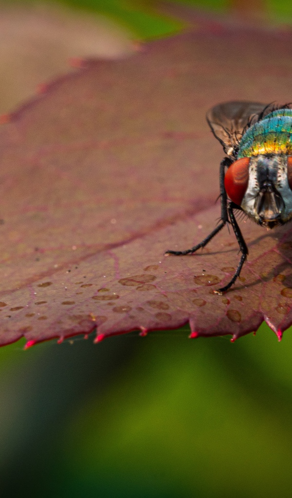 Голубая муха сидит на красном листе 