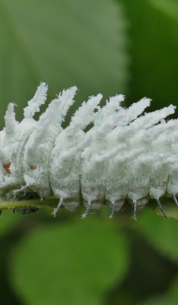 Голубая необычная гусеница