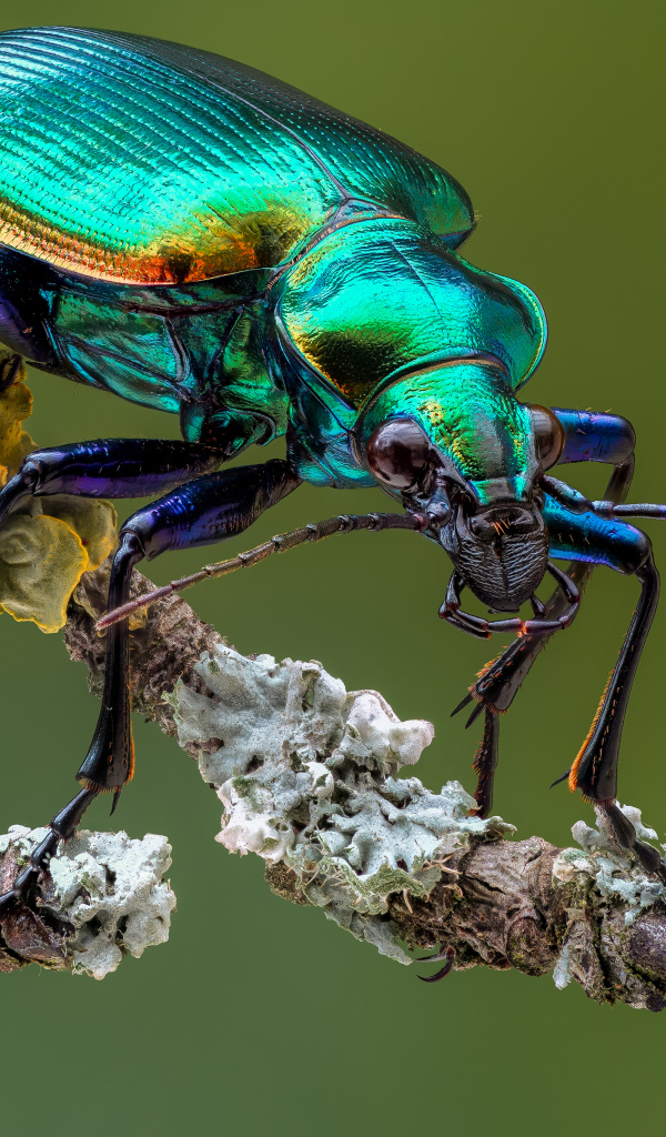 Яркий жук Красотел на ветке крупным планом