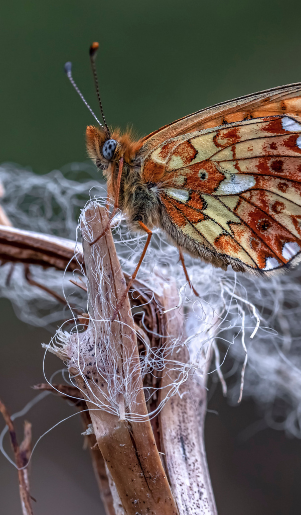 Коричневая бабочка на ветке крупным планом
