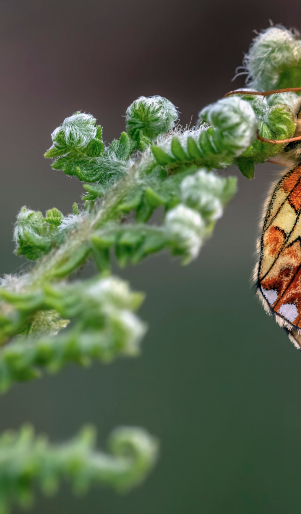 Коричневая бабочка на зеленом цветке папоротника 
