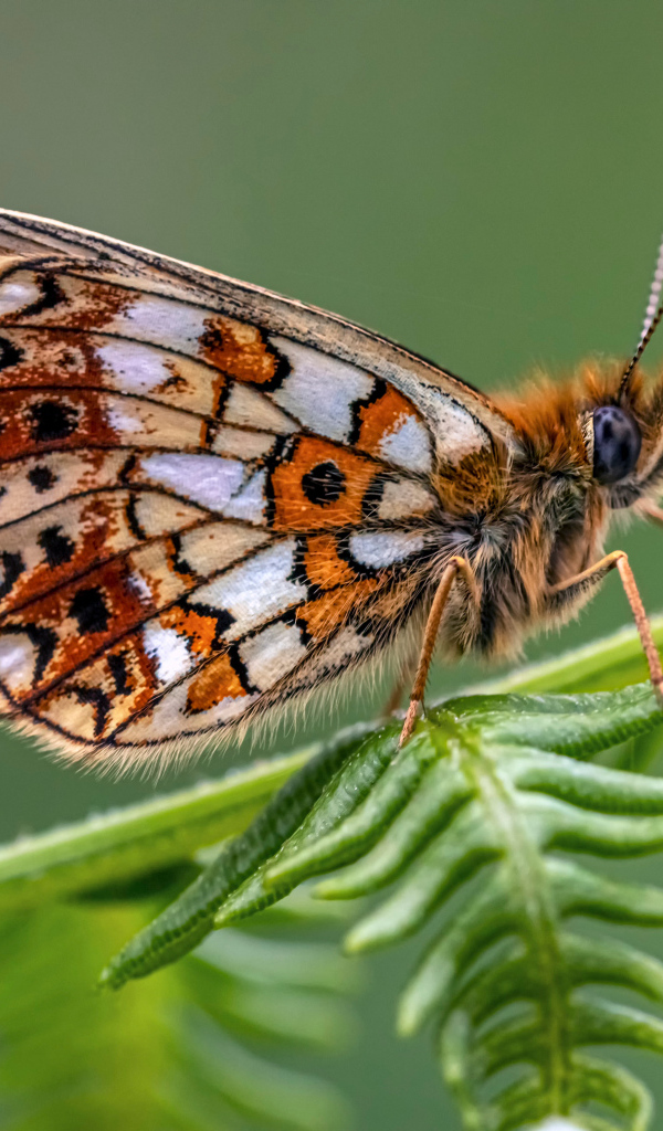 Коричневая бабочка сидит на зеленом листе 