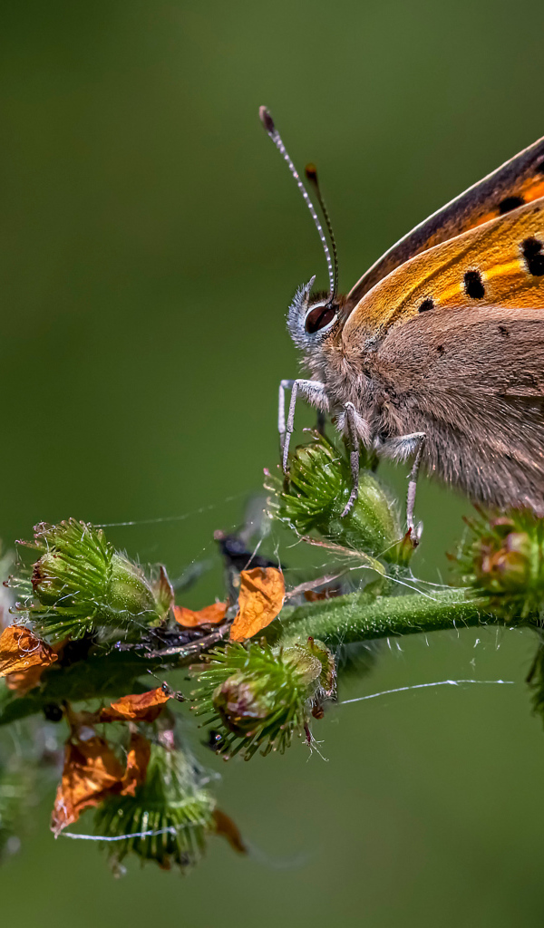 Коричневая бабочка сидит на колючем растении