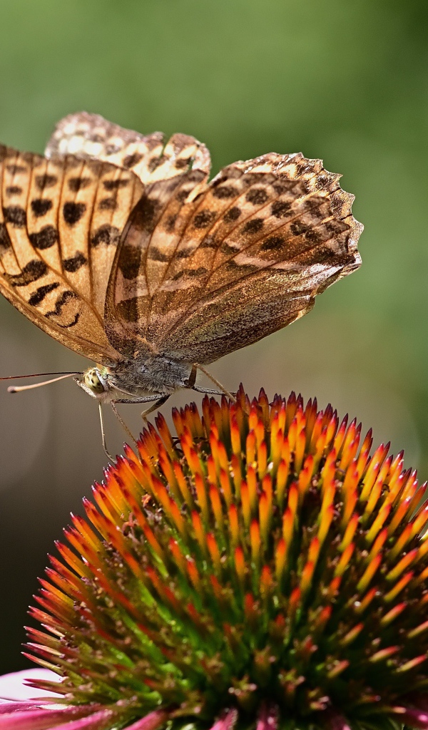 Коричневая бабочка сидит на цветке эхинацеи 