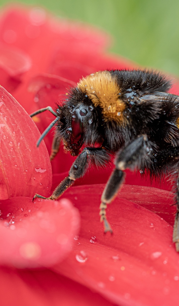 Шмель на красном цветке в каплях воды 
