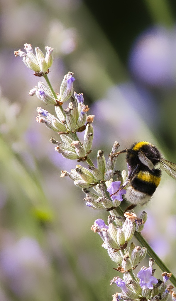 Шмель сидит на ветке лаванды