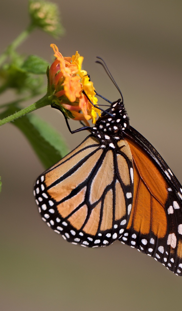 Бабочка сидит на оранжевом цветке крупным планом