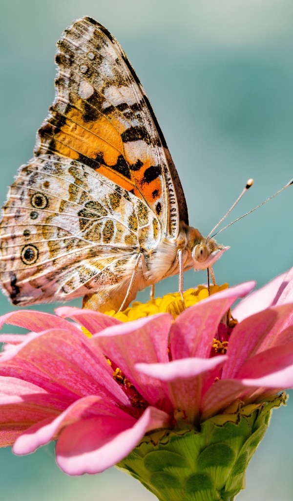 Бабочка сидит на розовом цветке циннии крупным планом