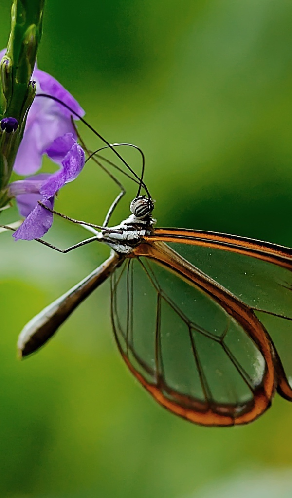 Бабочка с прозрачными крыльями сидит на цветке 