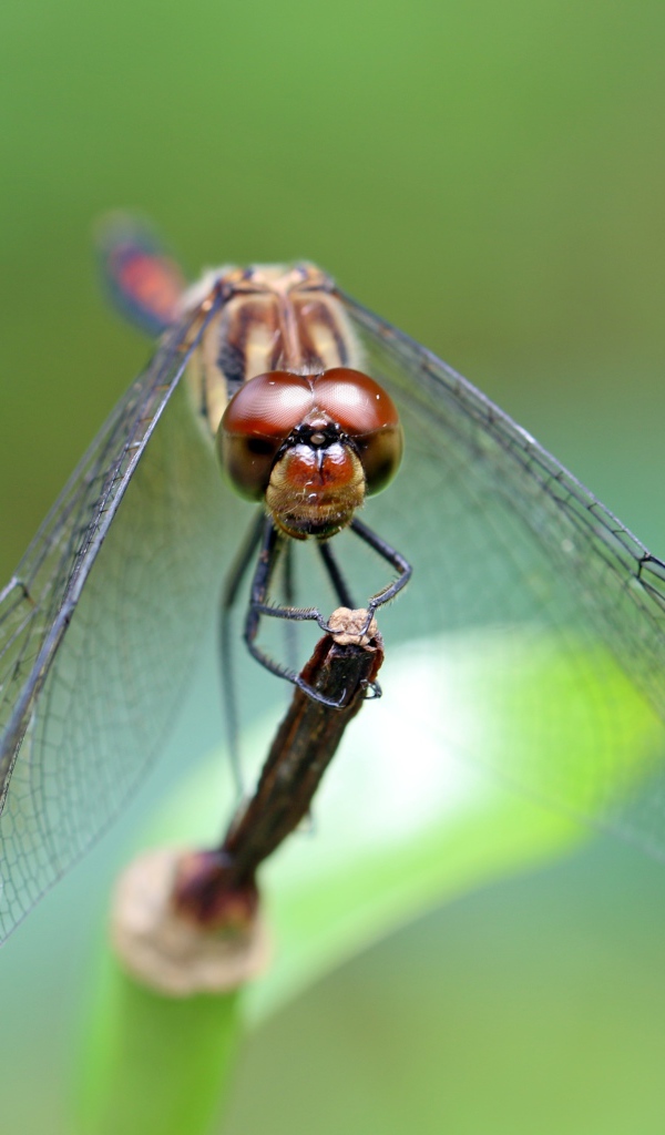 Стрекоза с прозрачными крыльями на ветке