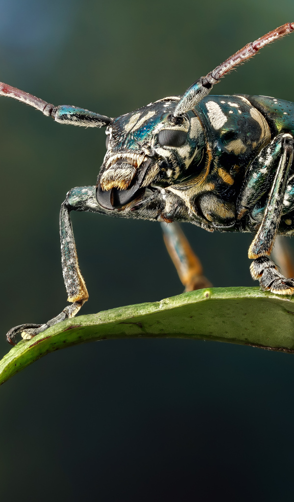 Жук Фаустабрина на зеленом листе крупным планом