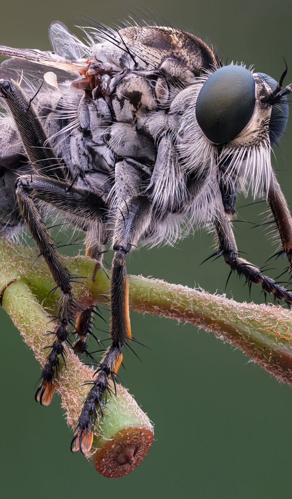 Муха крупным планом на ветке 