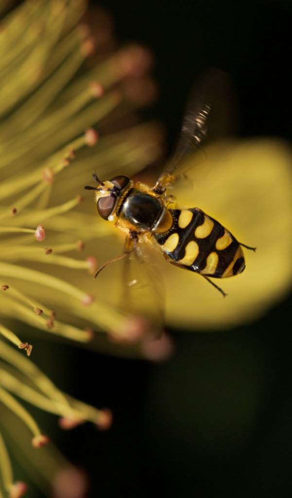 Муха журчалка у желтого цветка 