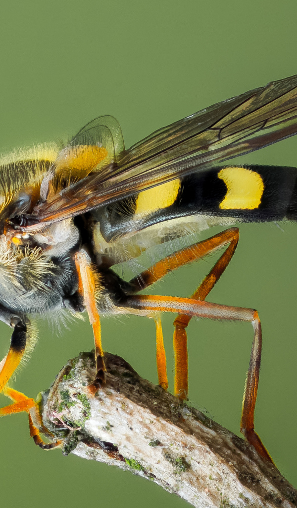 Муха журчалка на ветке крупным планом