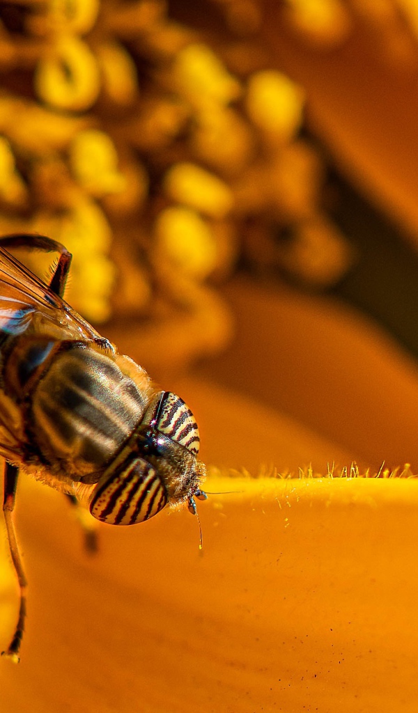 Большая цикада сидит на желтом цветке 