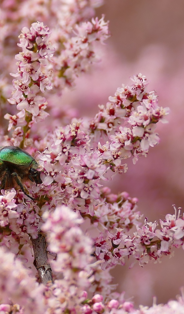 Зеленый жук на ветке с розовыми цветами