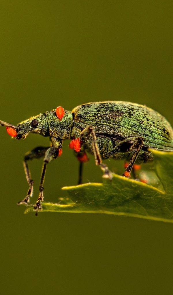 Зеленый жук сидит на листе