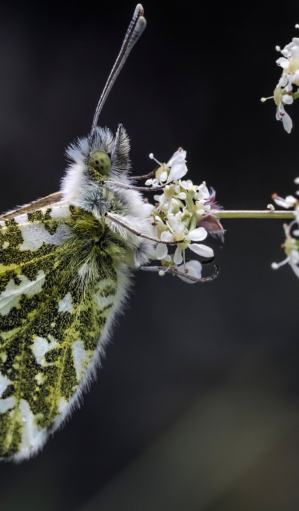 Зеленая бабочка сидит на  белом цветке 