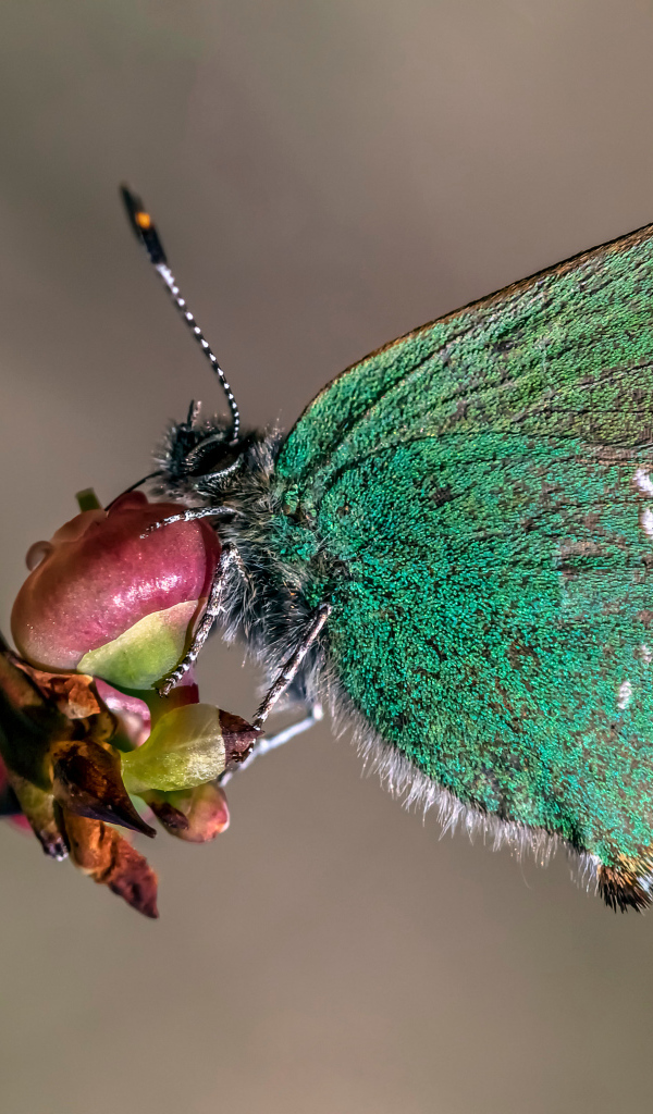 Зеленая бабочка сидит на ветке 