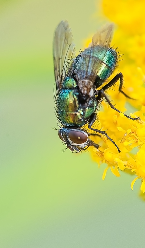 Зеленая муха сидит на желтом цветке