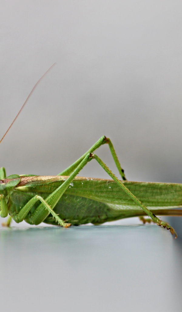 Зеленый кузнечик на сером фоне крупным планом 