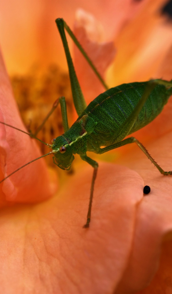 Зеленый кузнечик сидит на розовой розе 