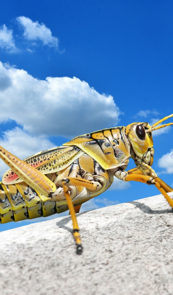 Большой кузнечик на камне на фоне голубого неба 