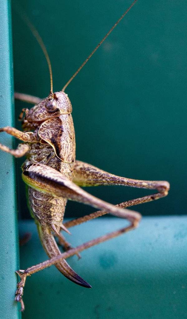 Большой кузнечик сидит на стене