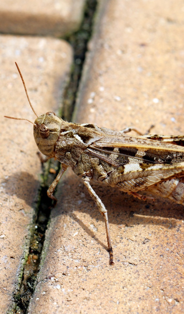 Большой серый кузнечик на плитке