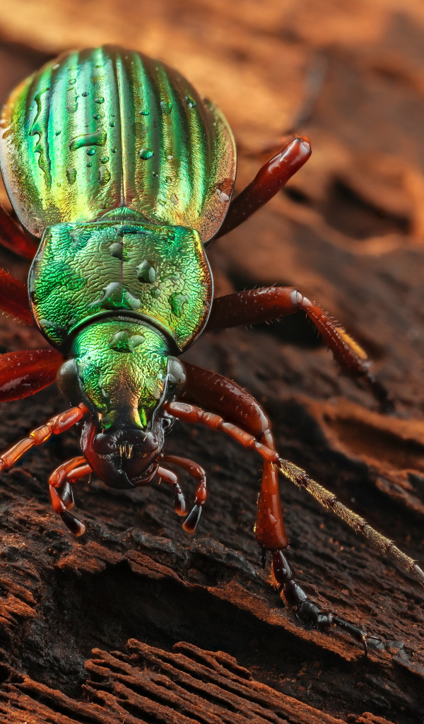 Большой зеленый жук Жужелица сидит на коряге