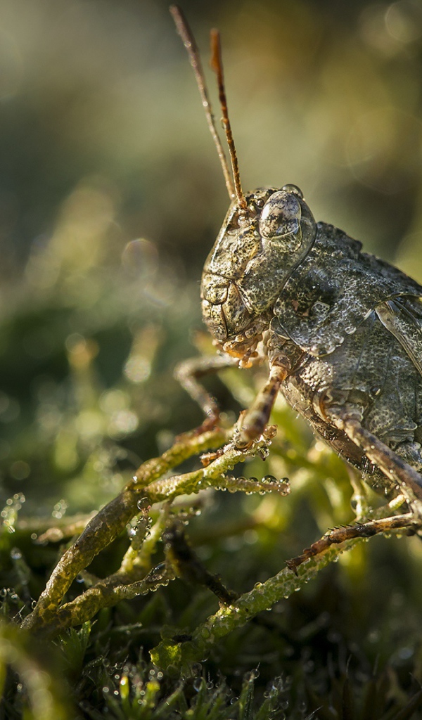 Большая зеленая саранча крупным планом